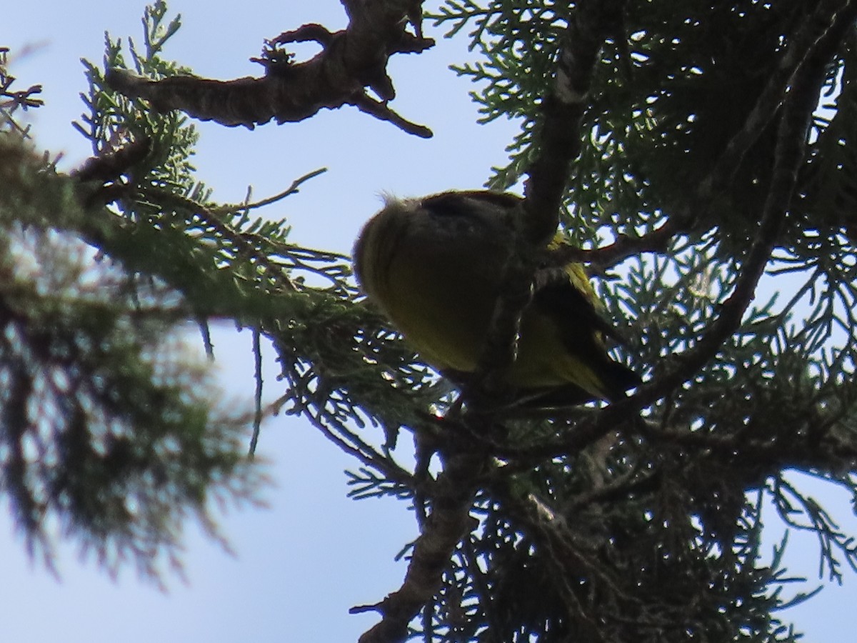 Black-headed Siskin - ML638254609