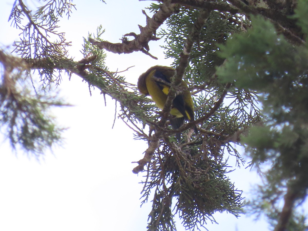 Black-headed Siskin - ML638254610