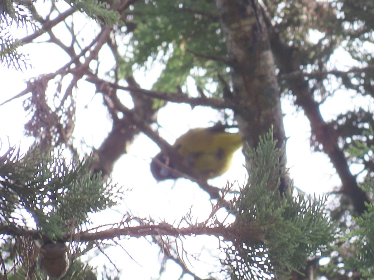 Black-headed Siskin - ML638254611