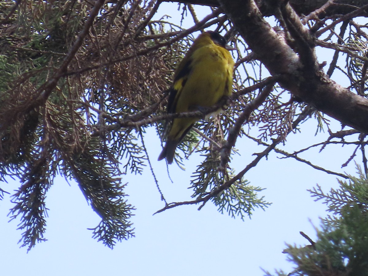 Black-headed Siskin - ML638254612