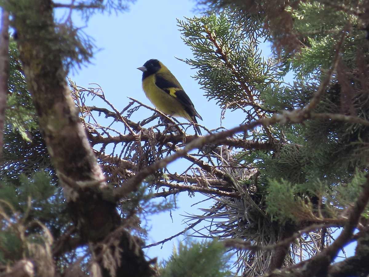 Black-headed Siskin - ML638254616