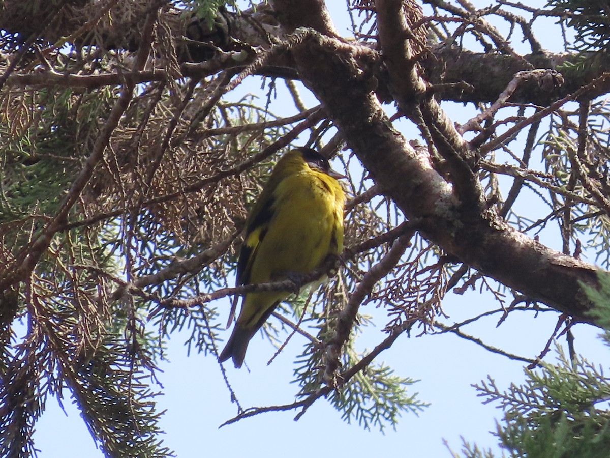 Black-headed Siskin - ML638254617