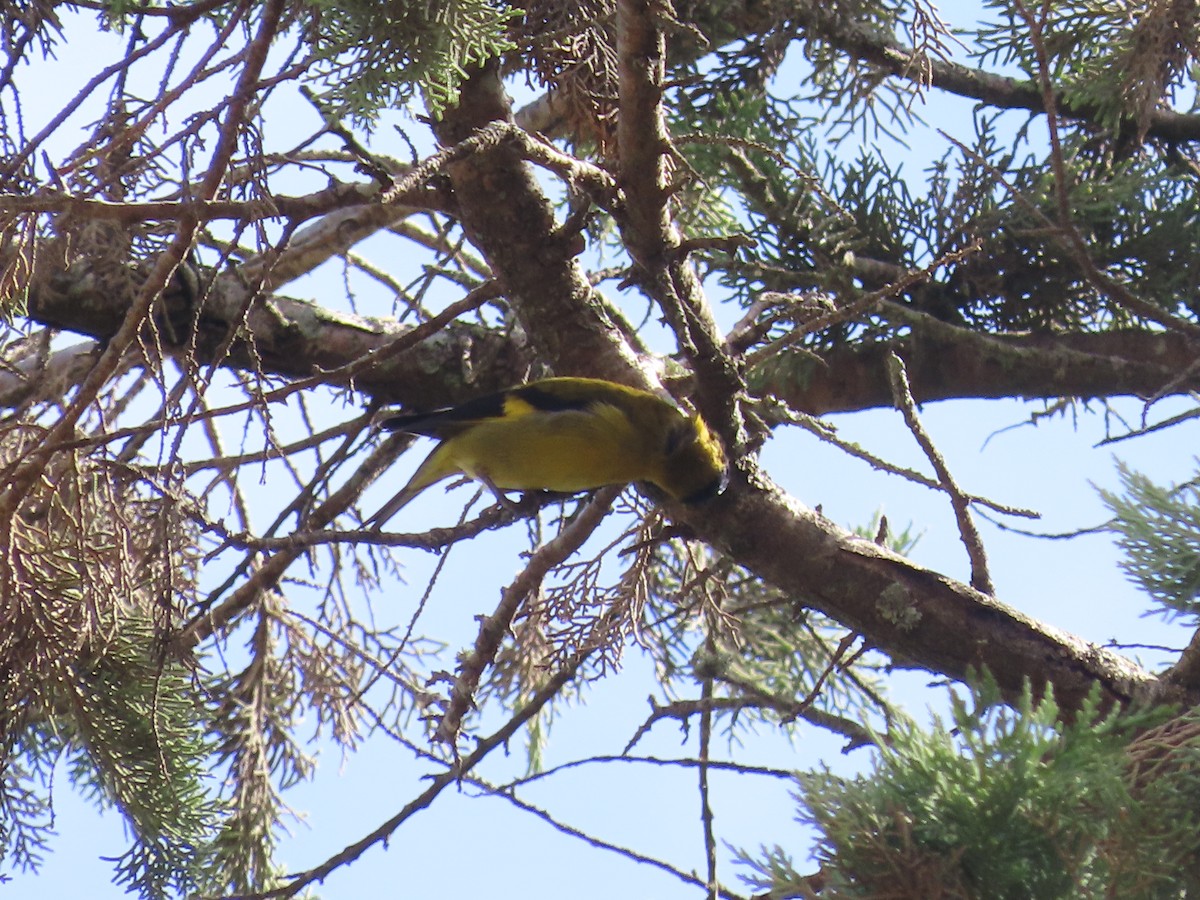 Black-headed Siskin - ML638254618