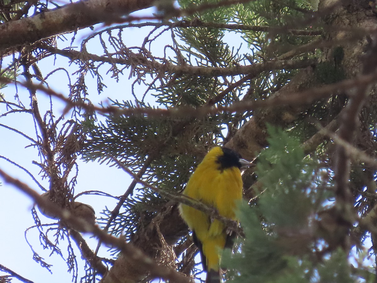 Black-headed Siskin - ML638254619