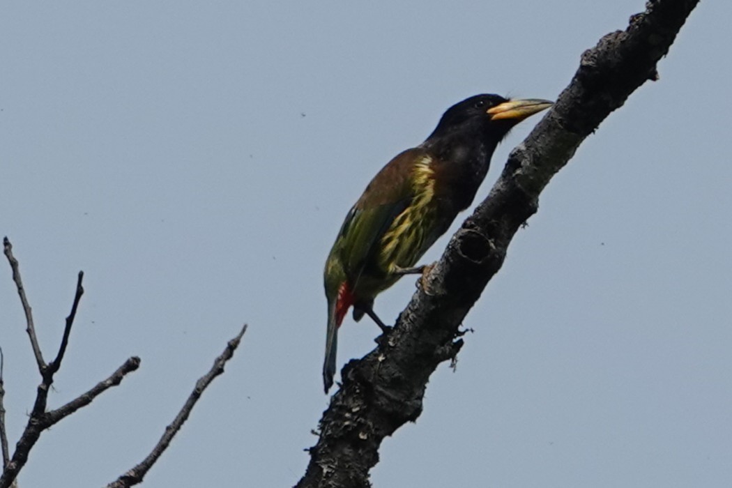 Great Barbet - ML638254647