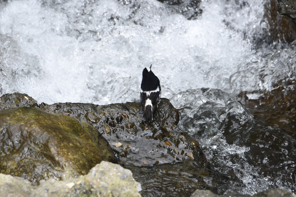 Little Forktail - ML638254648