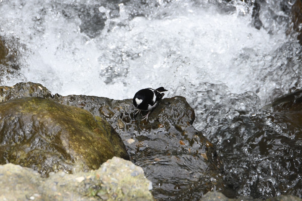 Little Forktail - ML638254651