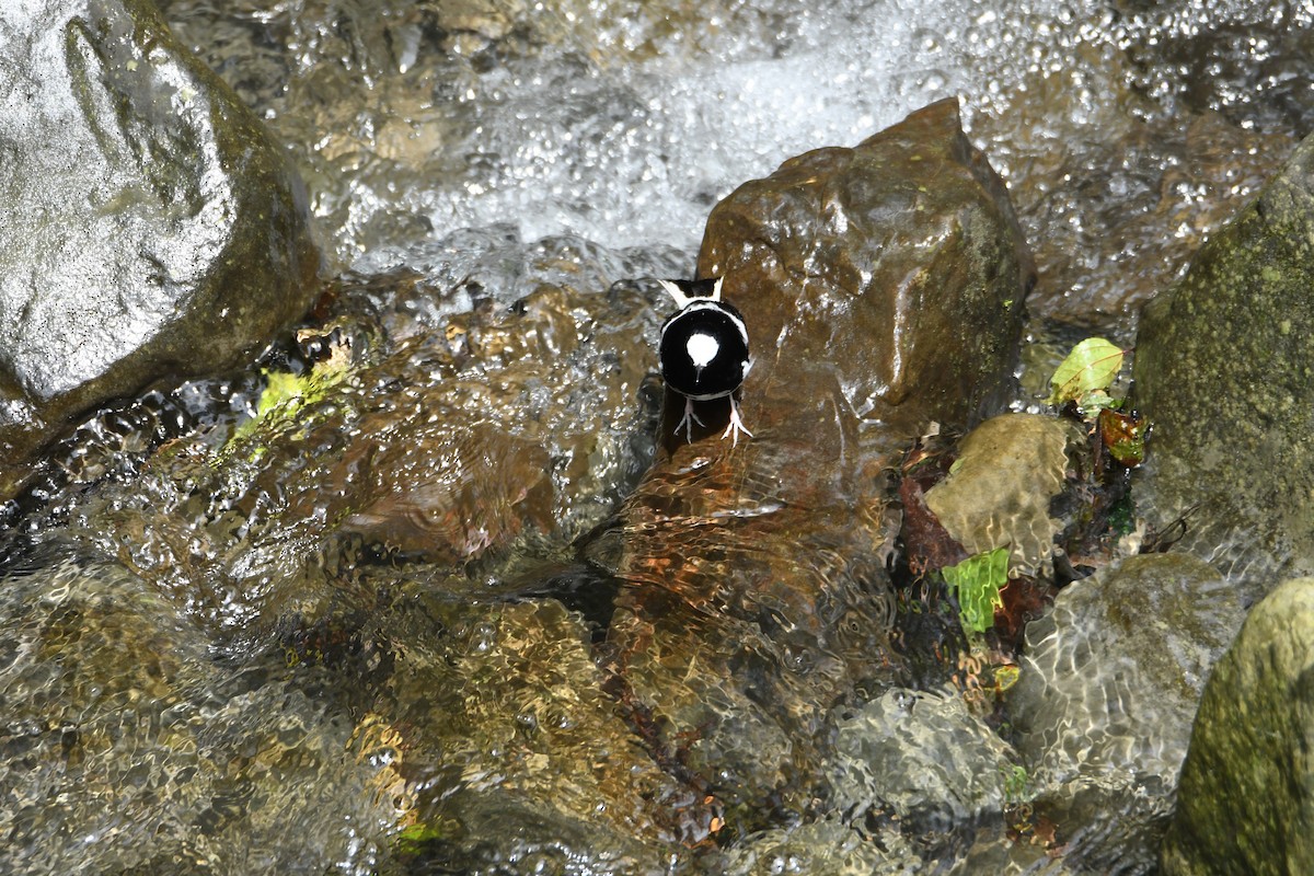 Little Forktail - ML638254661