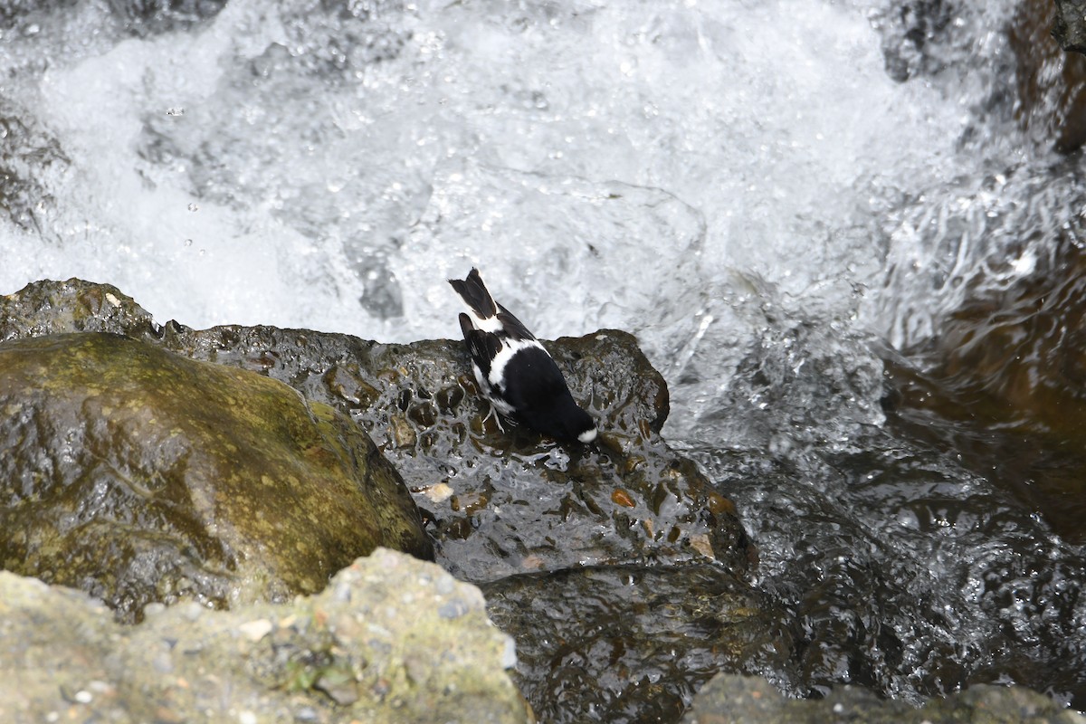 Little Forktail - ML638254674