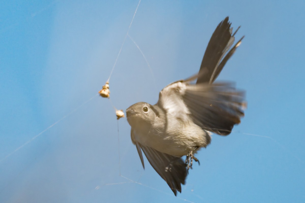 Cuban Gnatcatcher - ML638254680