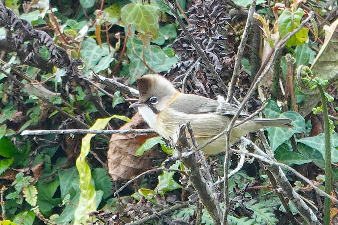 Whiskered Yuhina - ML638254690