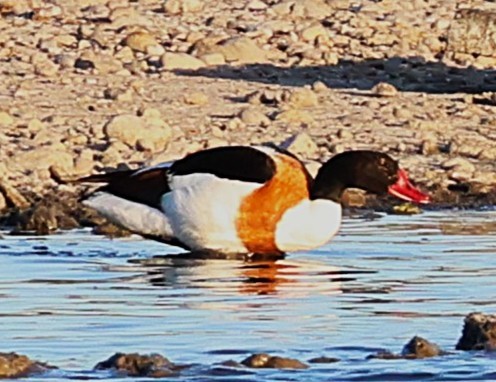 Common Shelduck - ML638254692