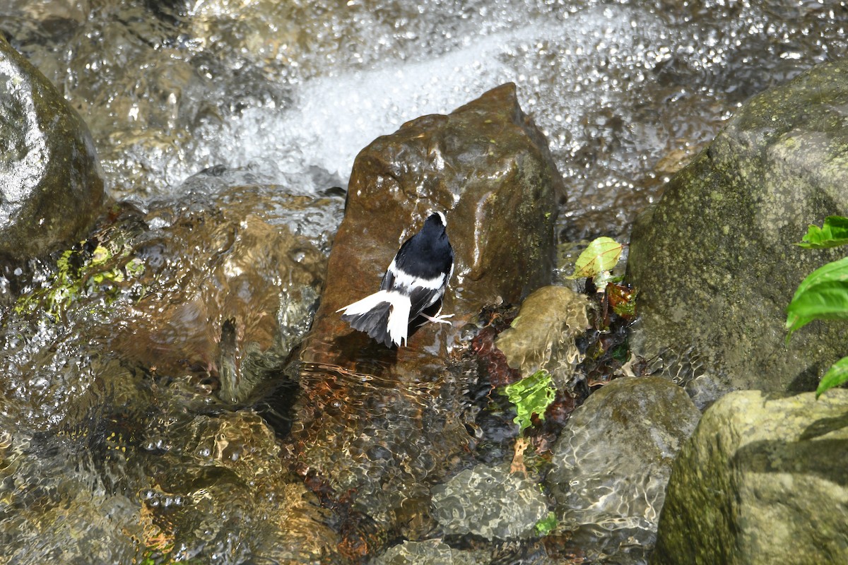 Little Forktail - ML638254699