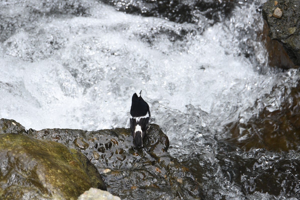 Little Forktail - ML638254709