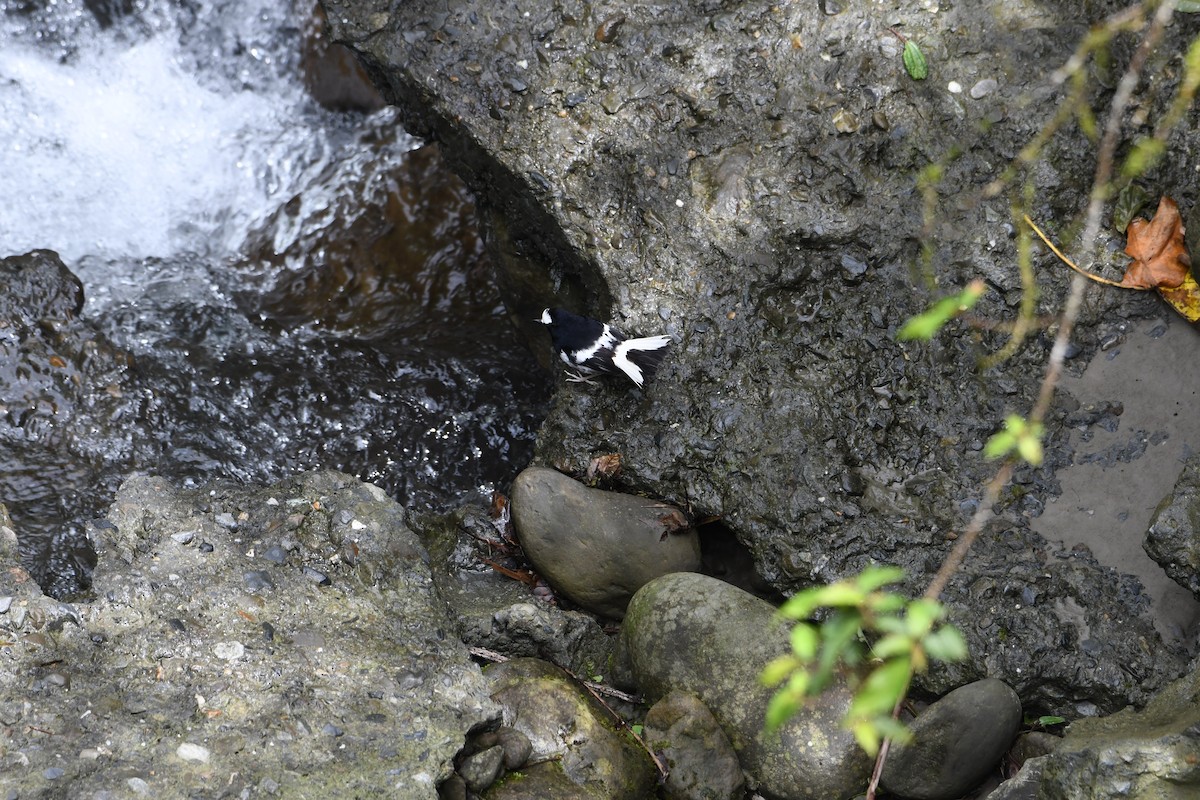Little Forktail - ML638254720