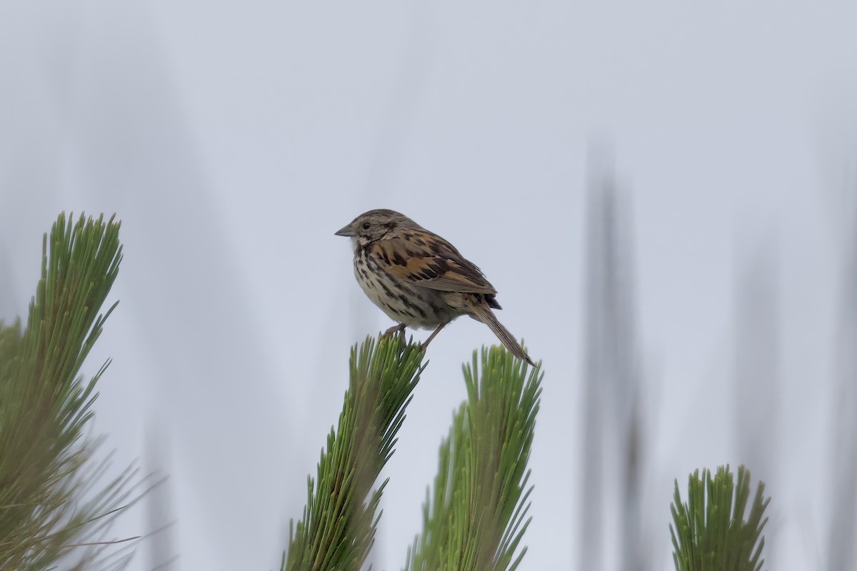 Sierra Madre Sparrow - ML638254732