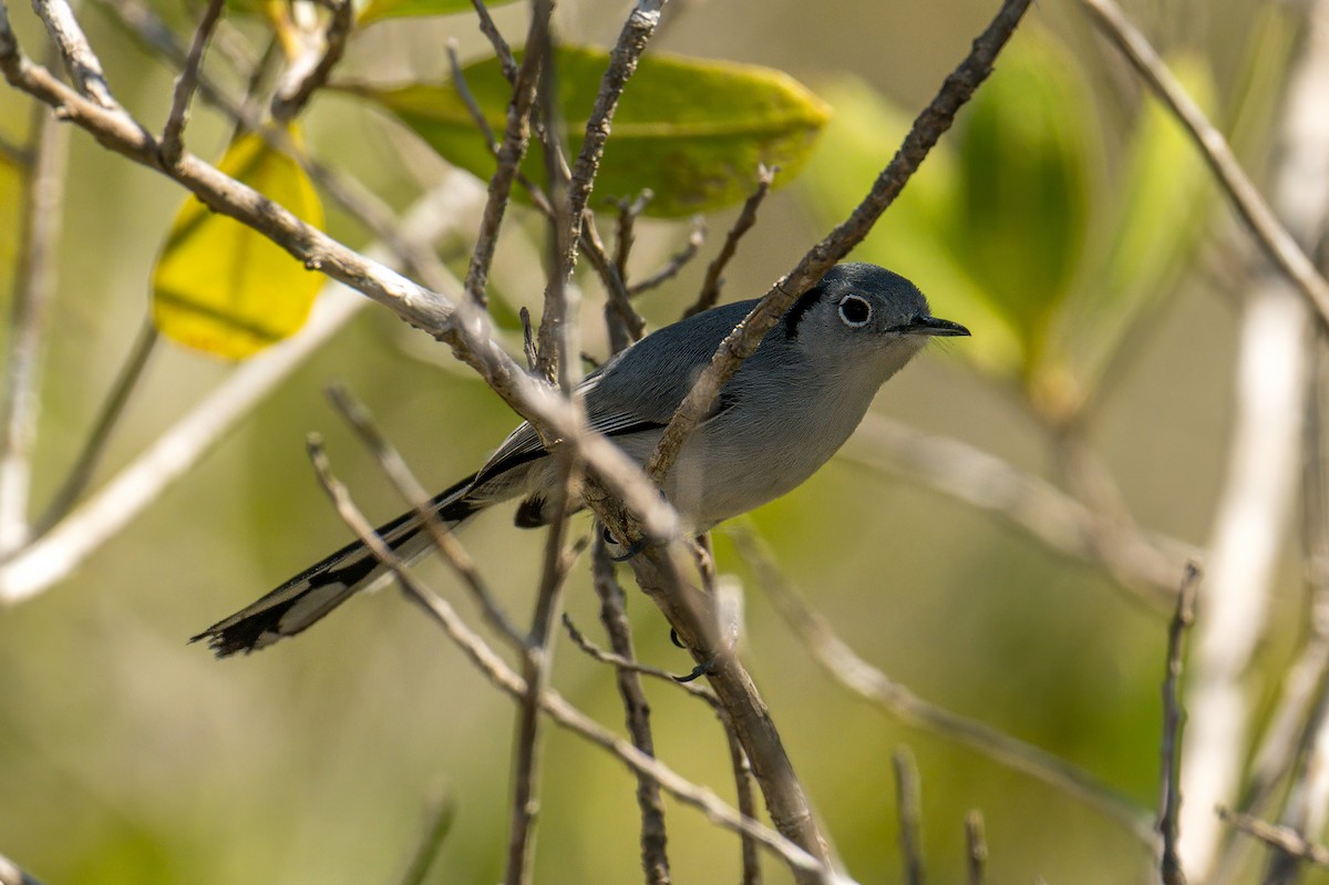 Cuban Gnatcatcher - ML638254738