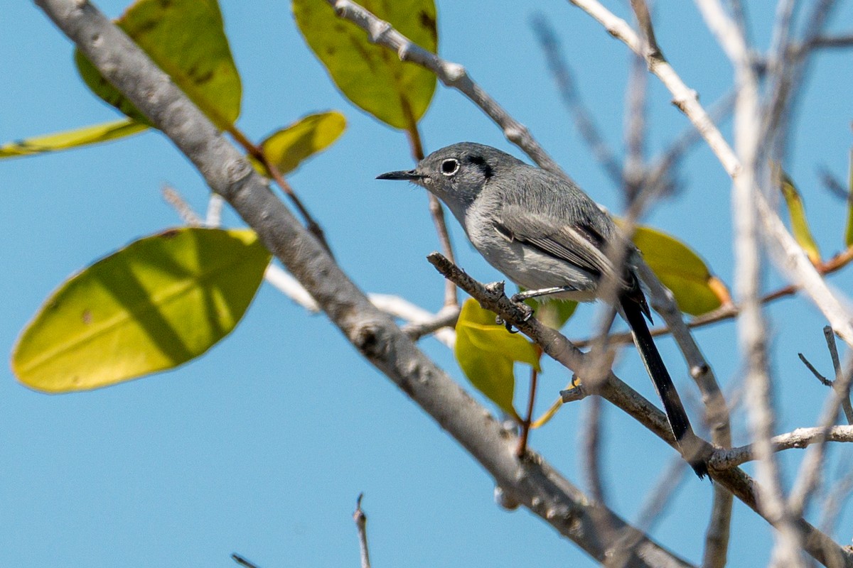 Cuban Gnatcatcher - ML638254739