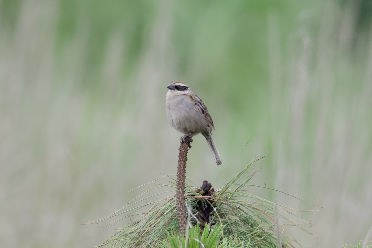 Striped Sparrow - ML638254763