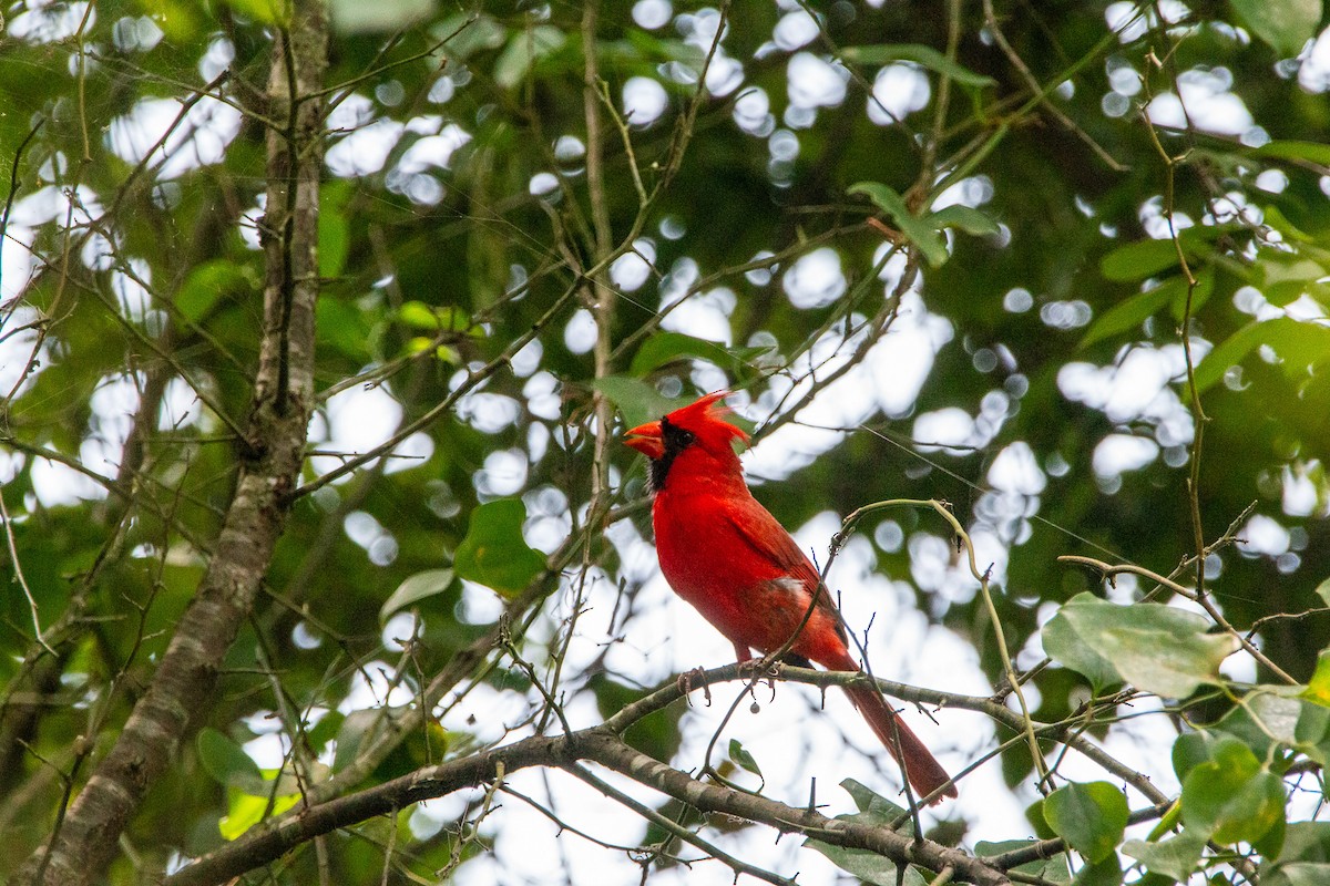 Northern Cardinal - ML638254767