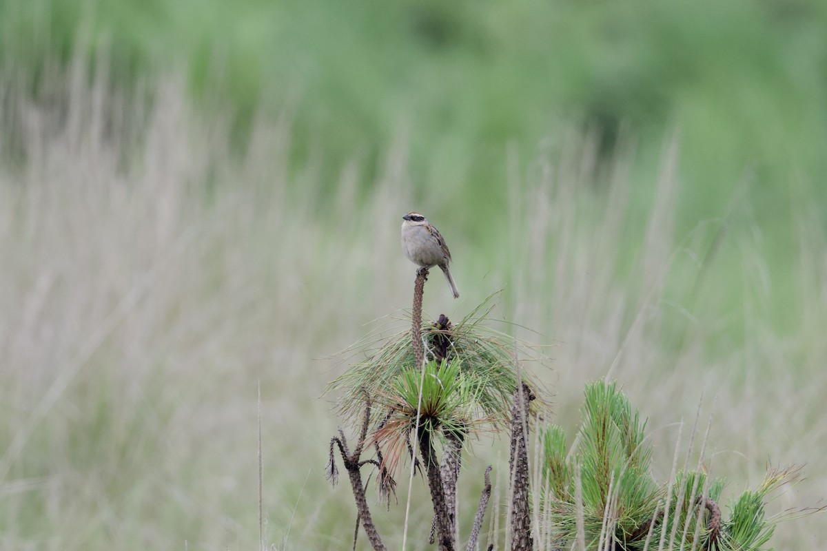 Striped Sparrow - ML638254770