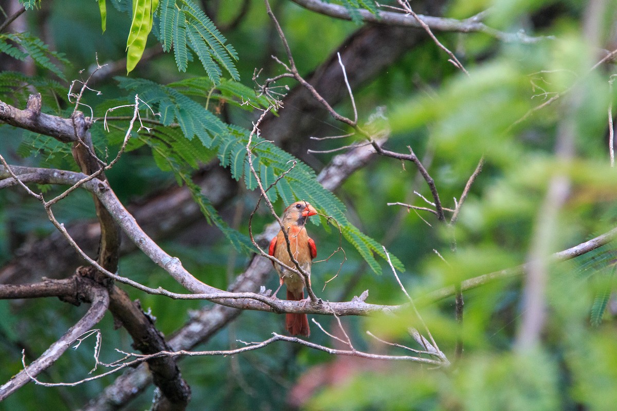 Northern Cardinal - ML638254771