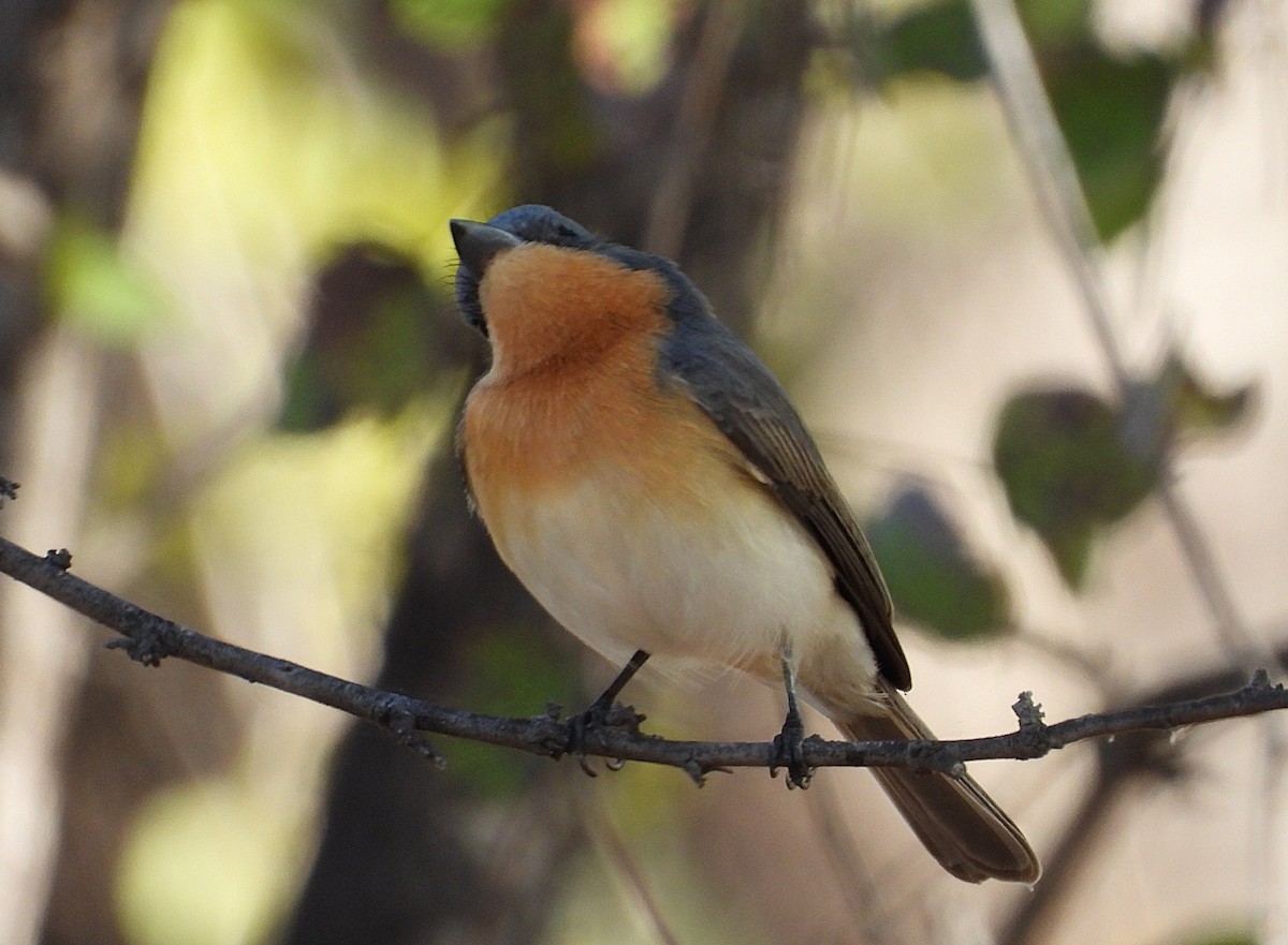 Leaden Flycatcher - ML638254777