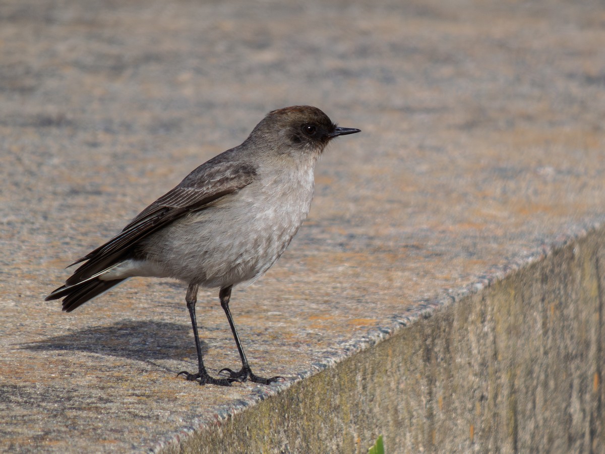 Dark-faced Ground-Tyrant - ML638254778