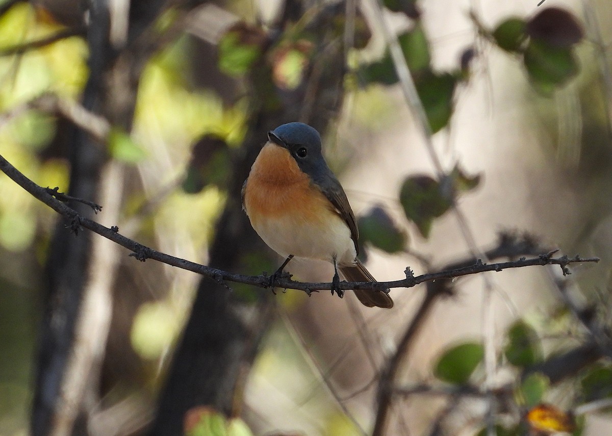 Leaden Flycatcher - ML638254779