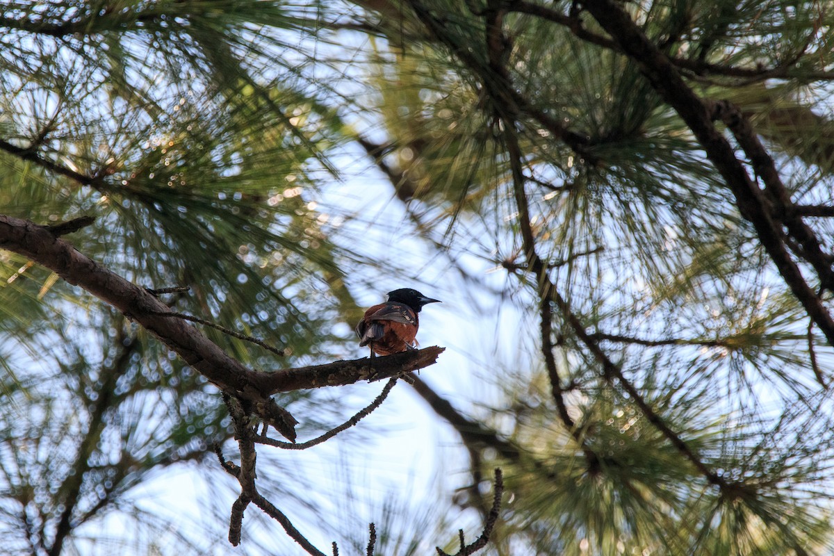 Orchard Oriole - ML638254783