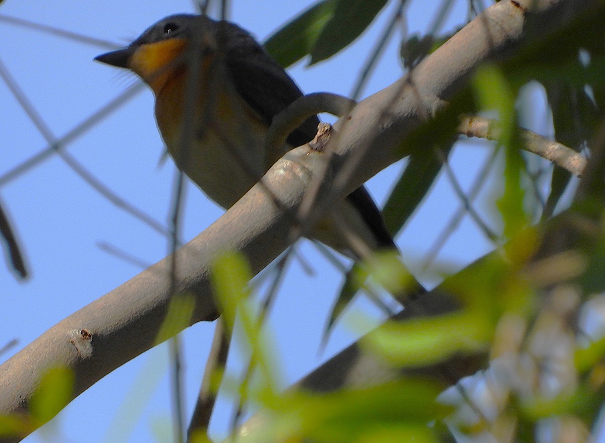 Leaden Flycatcher - ML638254789