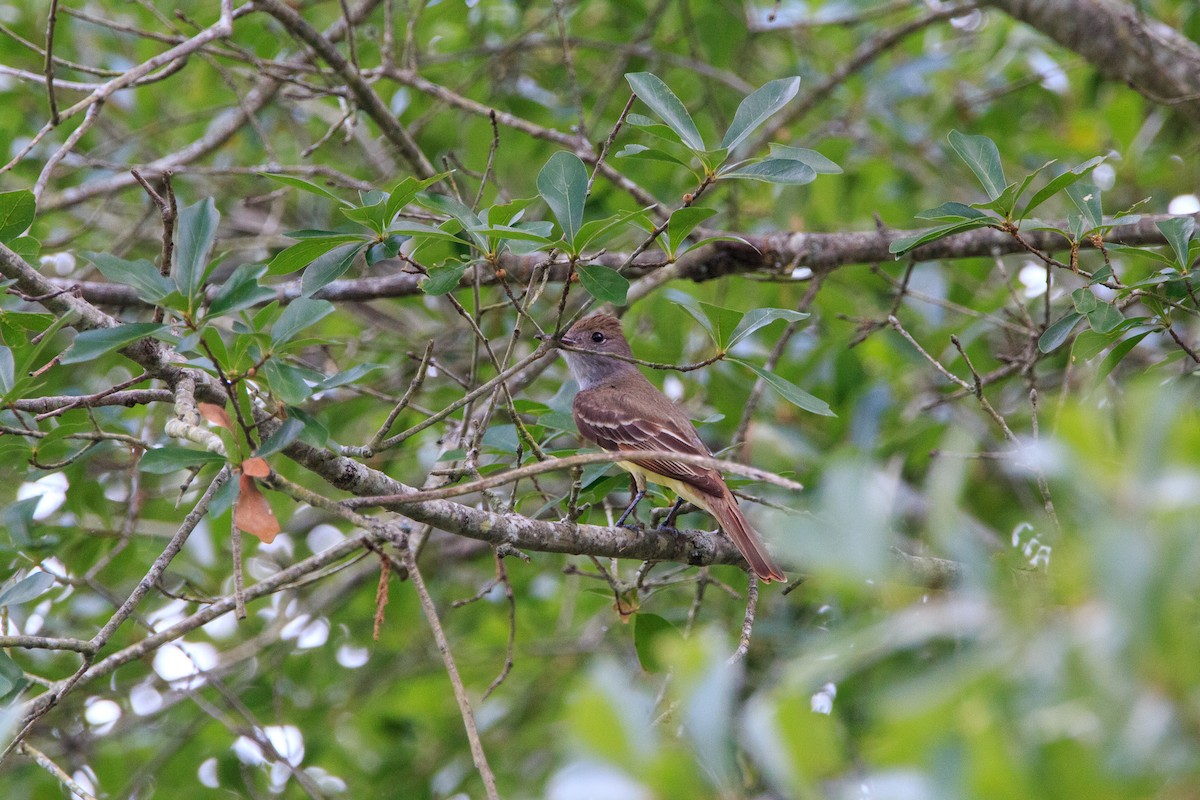 Great Crested Flycatcher - ML638254808