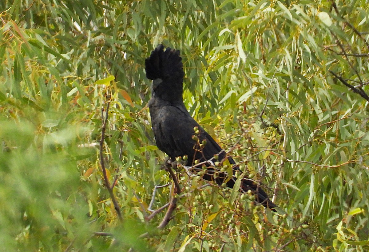 Red-tailed Black-Cockatoo - ML638254818
