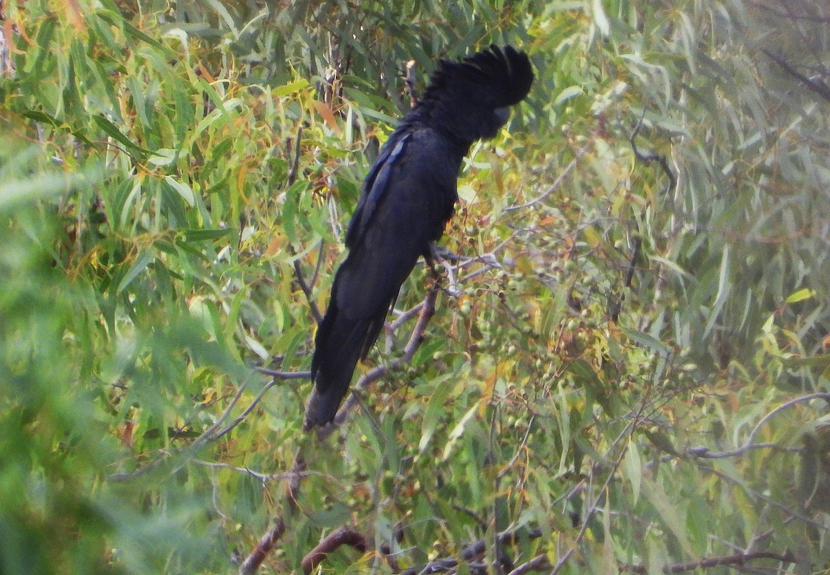 Red-tailed Black-Cockatoo - ML638254820