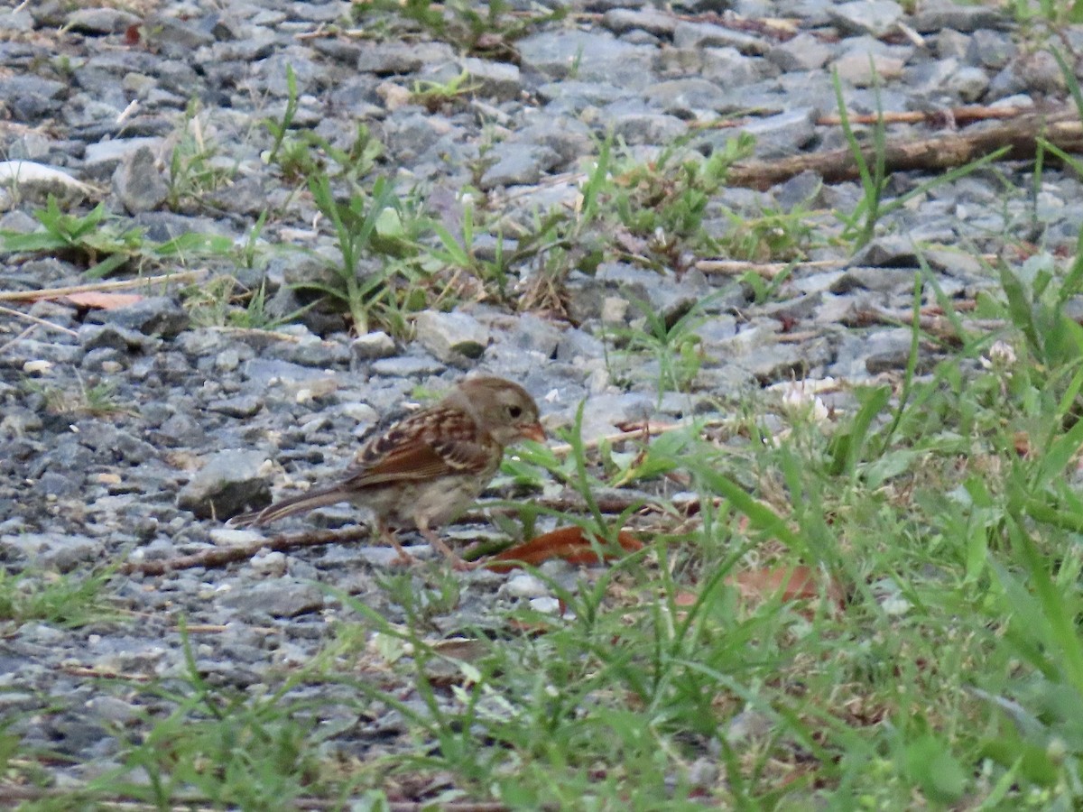 Field Sparrow - ML638254822