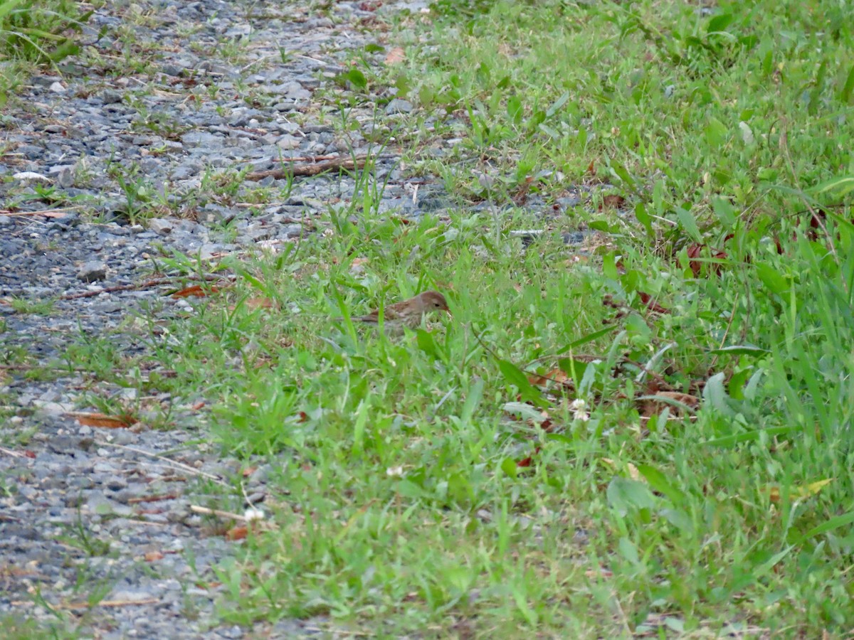Field Sparrow - ML638254823