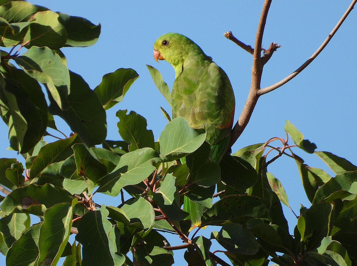 Red-winged Parrot - ML638254831