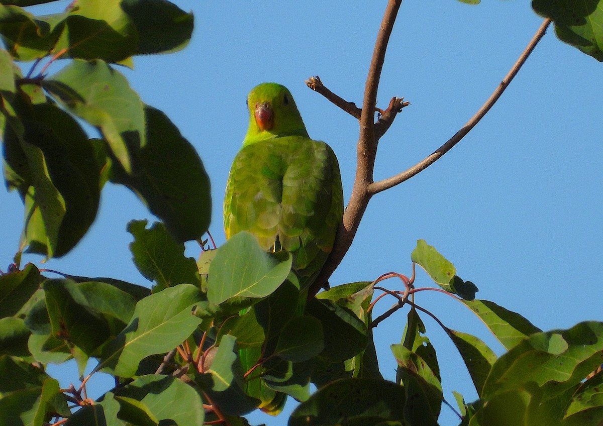 Red-winged Parrot - ML638254832