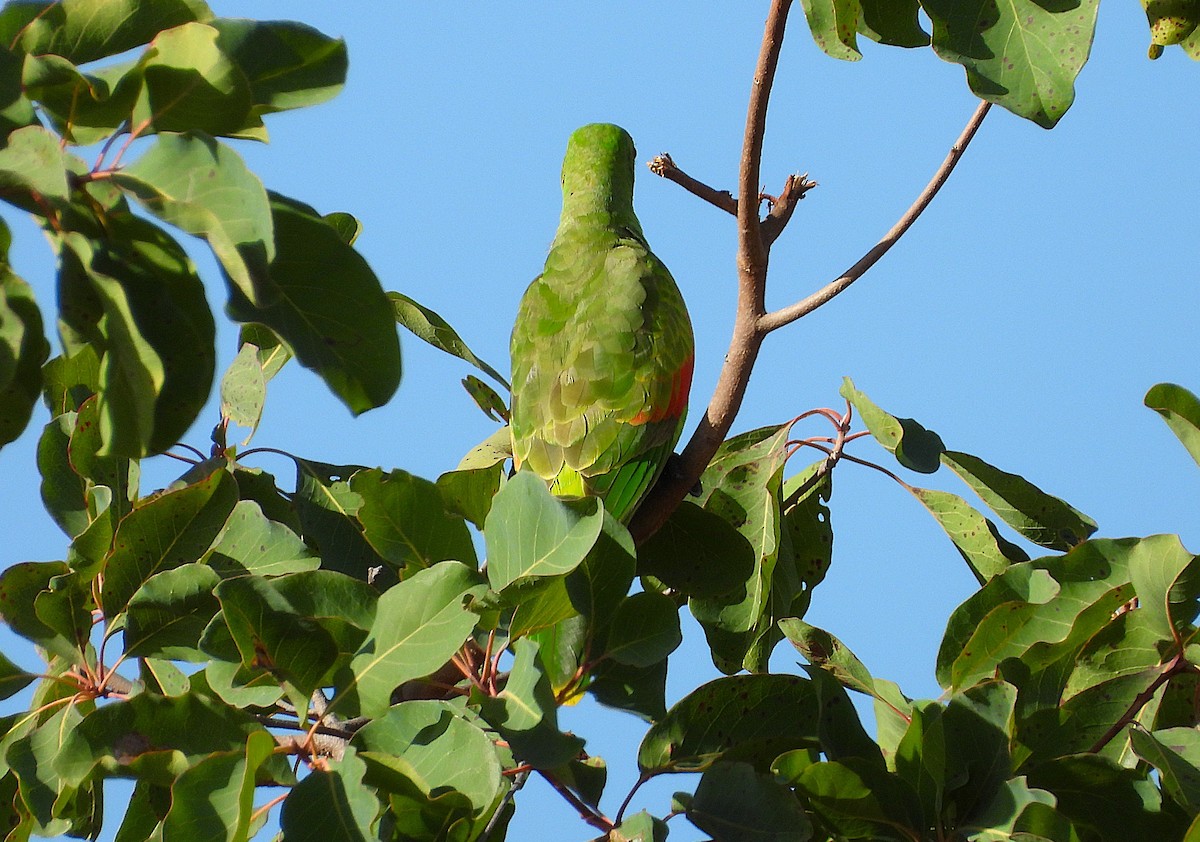 Red-winged Parrot - ML638254839
