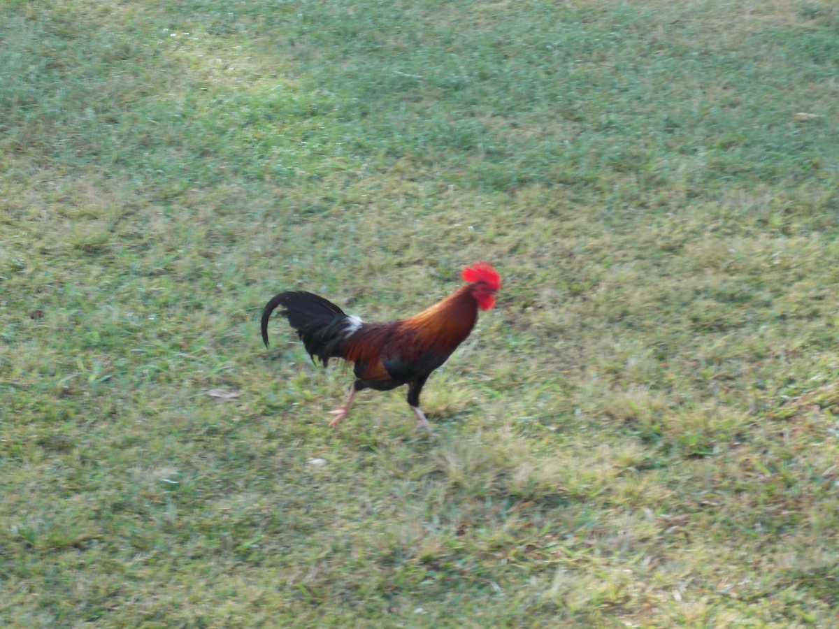 Red Junglefowl (Domestic type) - ML638254857