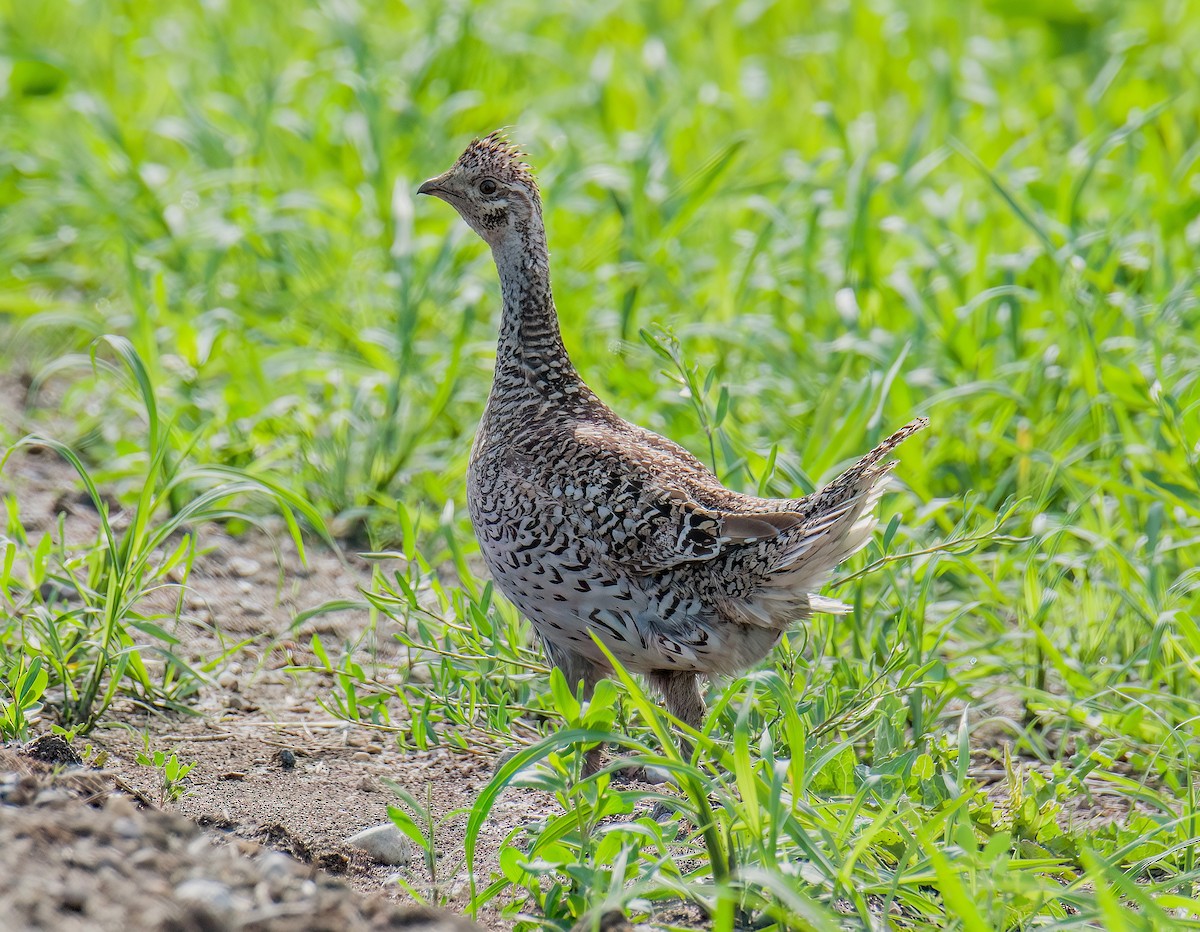 Sharp-tailed Grouse - ML638254862