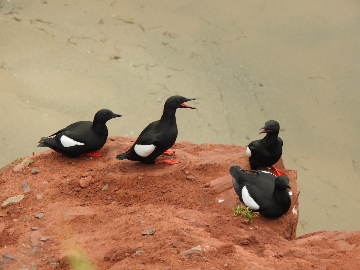 Black Guillemot - ML638254868