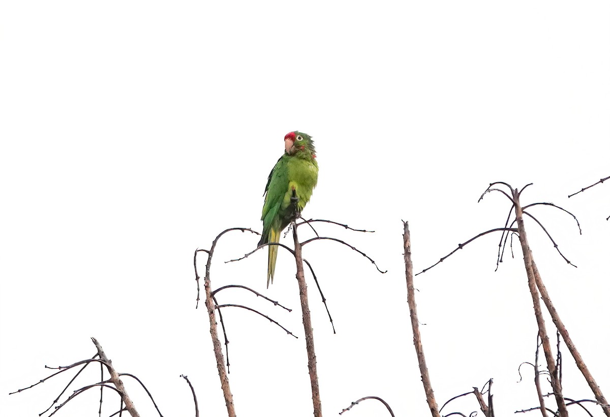 Crimson-fronted Parakeet - ML638254894