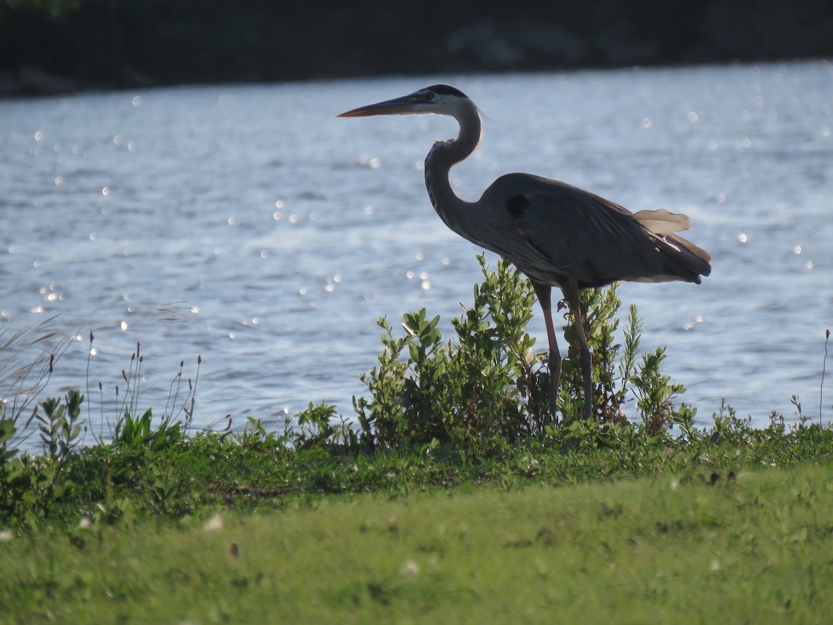 Great Blue Heron - ML638254902