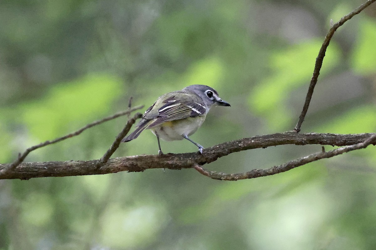 Graukopfvireo - ML638254913