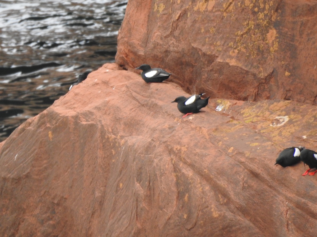 Black Guillemot - ML638254921