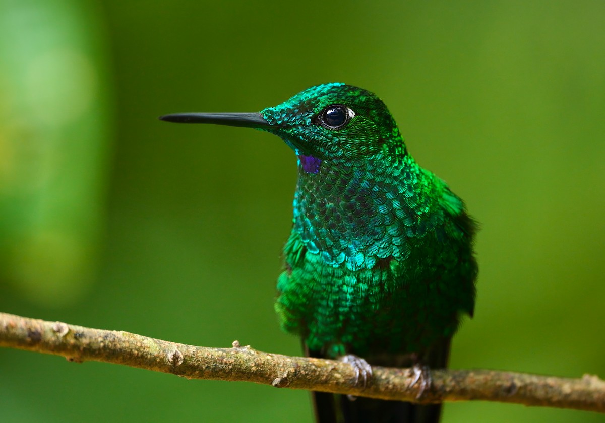 Green-crowned Brilliant - ML638254923