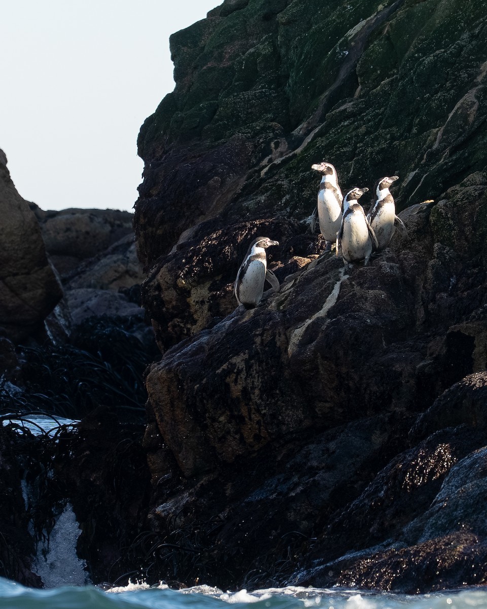Humboldt Penguin - ML638254934
