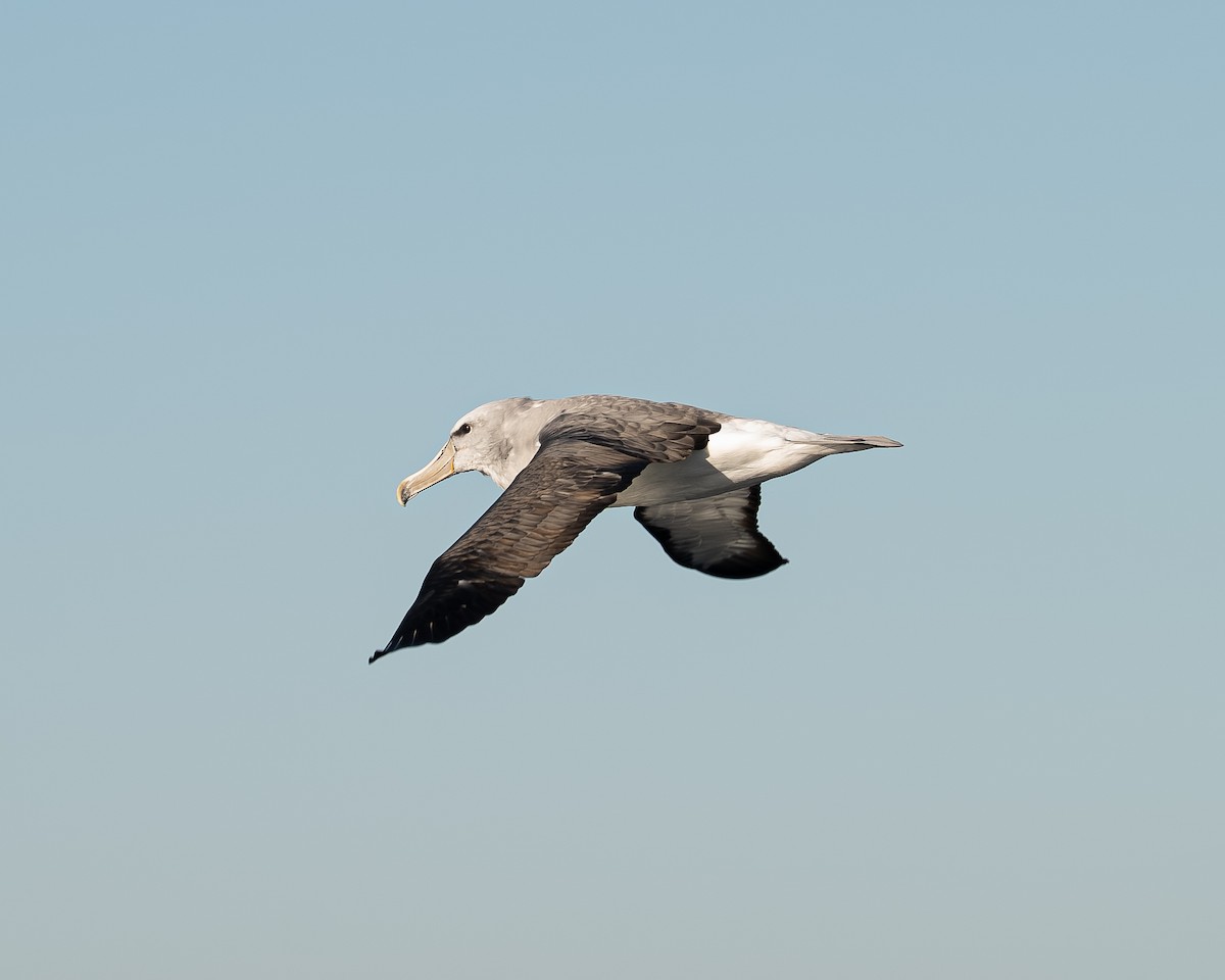 Salvin's Albatross - ML638254938