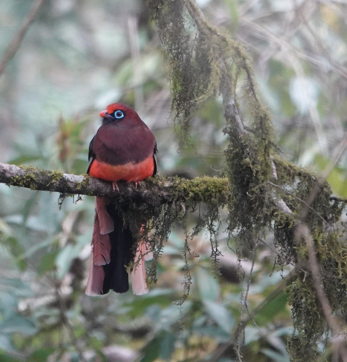 Ward's Trogon - ML638254939